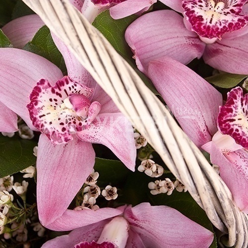 Корзина с орхидеями "Розовая мечта"