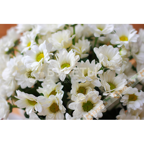 5 белых хризантем в белой шляпной коробке №44