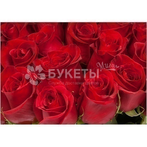 Букет из красных роз "Фридом"