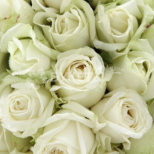 Букет из 51 белой розы в красивой упаковке
