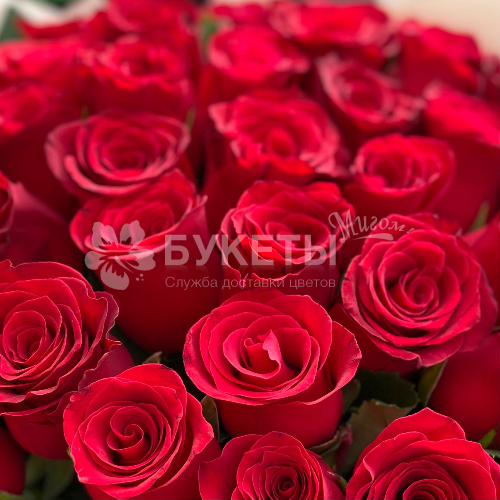 Букет из 51 красной розы "Родос"