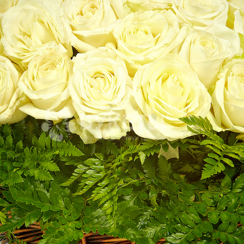 Корзина 101 белая роза "Восхищение"