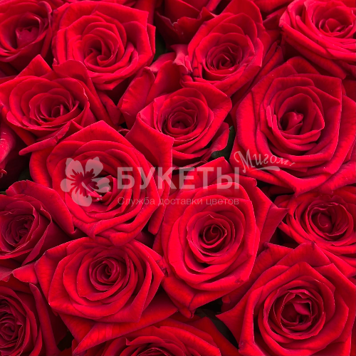 Букет из 35 красных роз