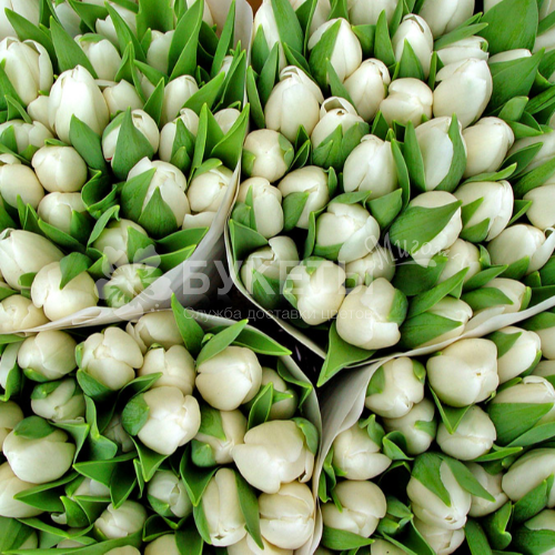 Белые тюльпаны ОПТОМ