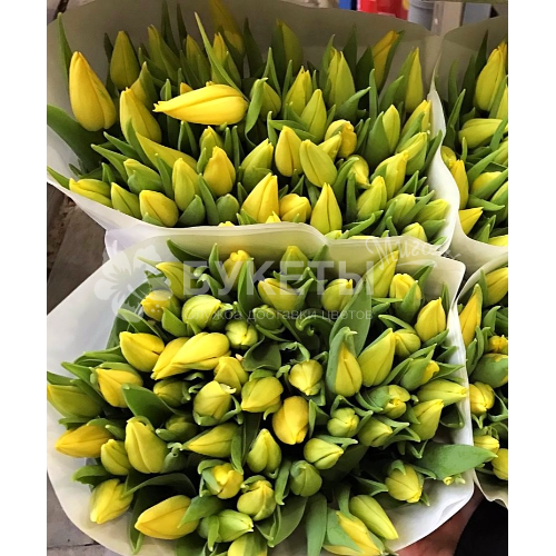 Желтые тюльпаны ОПТОМ