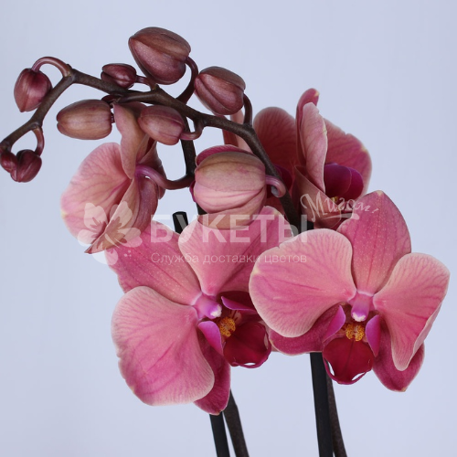 Орхидея фаленопсис (2 ствола) микс в кашпо