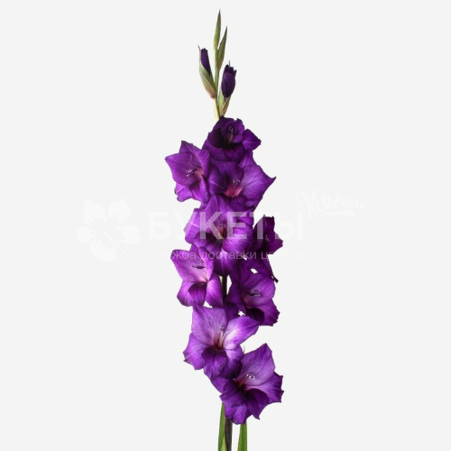 Гладиолус фиолетовый