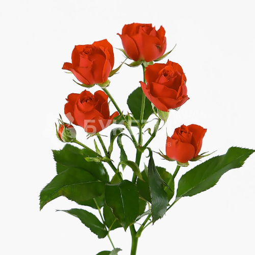 Кустовая красная роза 50 см.