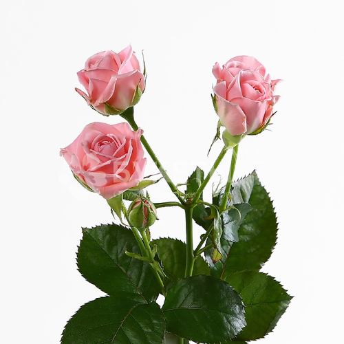 Кустовые розовые розы 50 см.