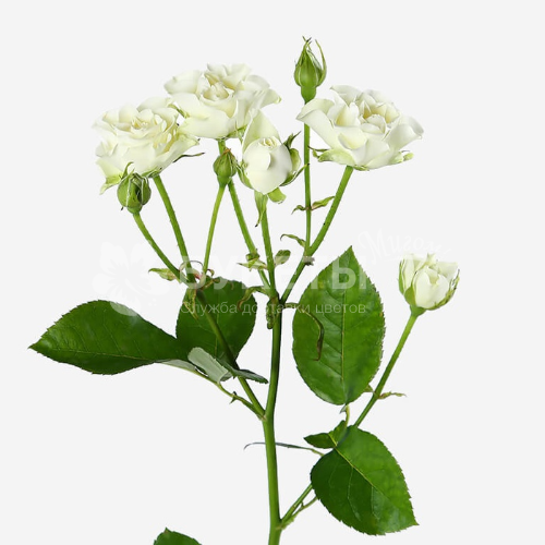 Кустовая белая роза 50 см.