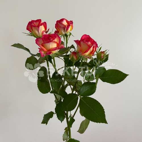 Кустовая роза Саммер Дэнс 60см.