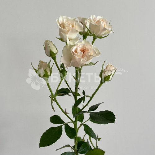 Кустовая кремовая роза Грация 50 см.