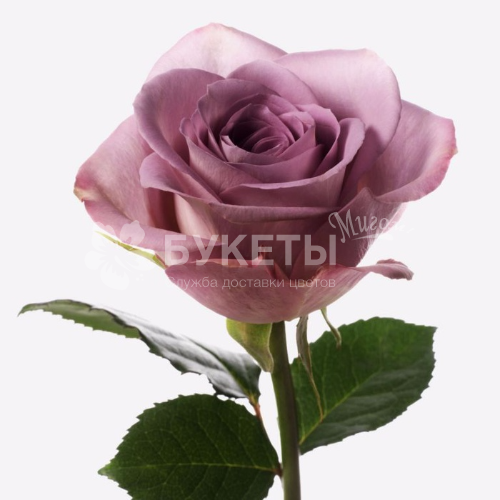 Роза сиреневая Маритим 50 см.