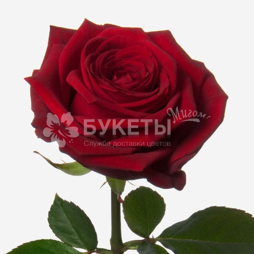 Роза красная Ред Наоми 60 см.