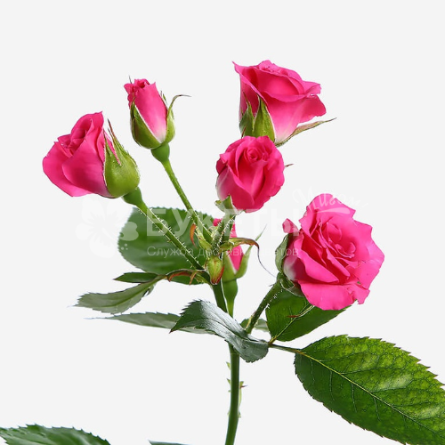 Кустовая малиновая роза Лавли Лидия 70 см.