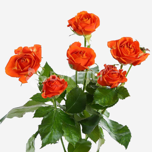 Роза кустовая оранжевая 70 см.