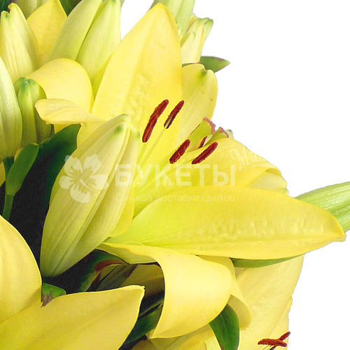 Желтые лилии - фото и картинки: 64 штук
