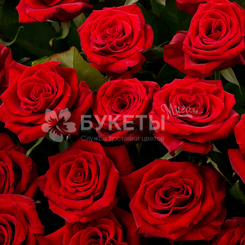 Корзина из 201 красной розы