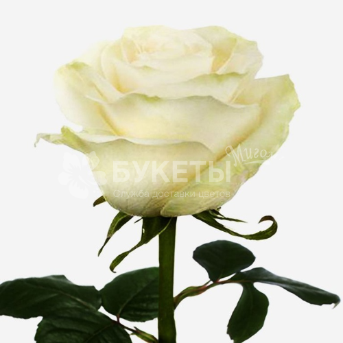 Роза белая Мондиаль (Эквадор) 50 см.