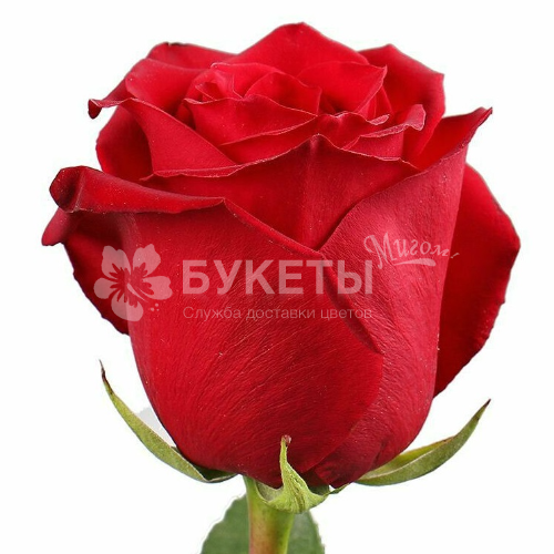 Роза красная Фридом (Эквадор) 50 см.