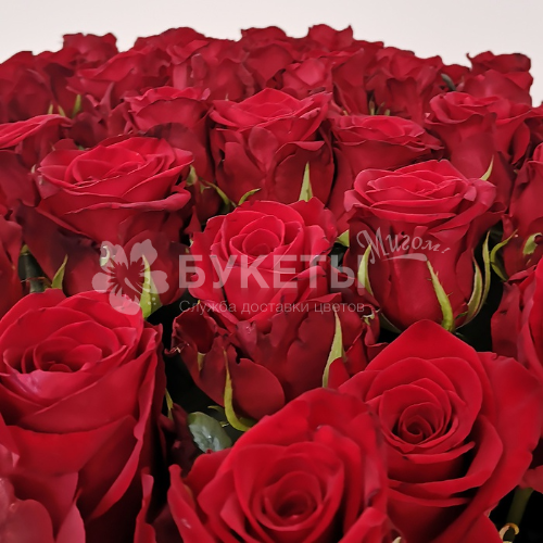 Роза красная Фридом (Эквадор) 50 см.