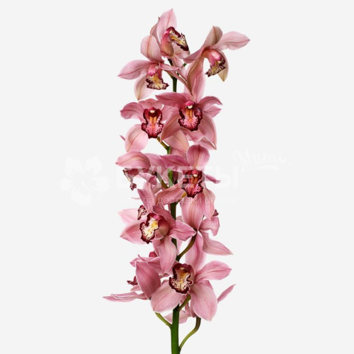 Орхидея цимбидиум розовая (ветка)