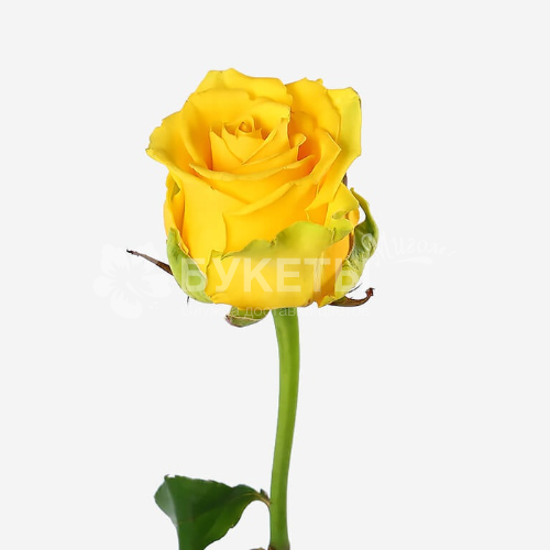 Роза желтая (Эквадор) 50 см.
