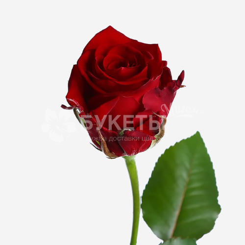 Роза Престиж 70 см.