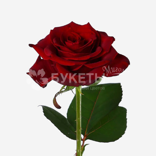 Роза красная Гран При 70 см.