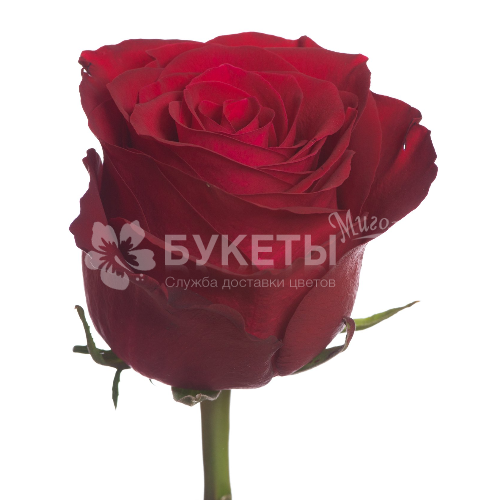 Роза красная Эксплорер (Эквадор) 80 см.