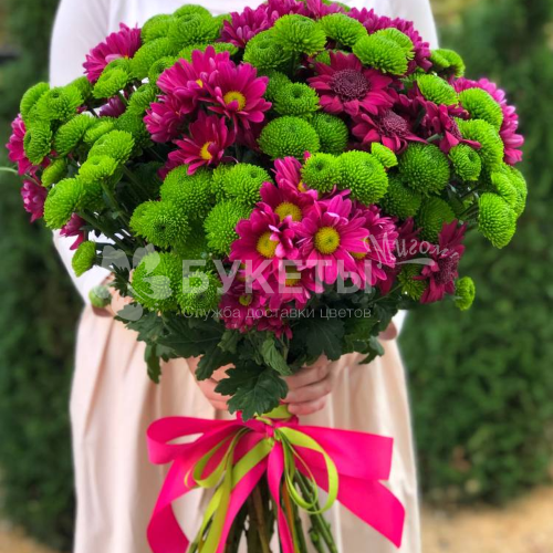 Букет из 17 розовых и зеленых хризантем