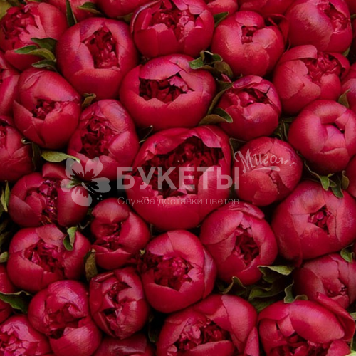 Пион красный поштучно