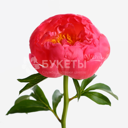 Пион коралловый