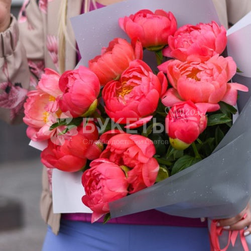 Пион коралловый