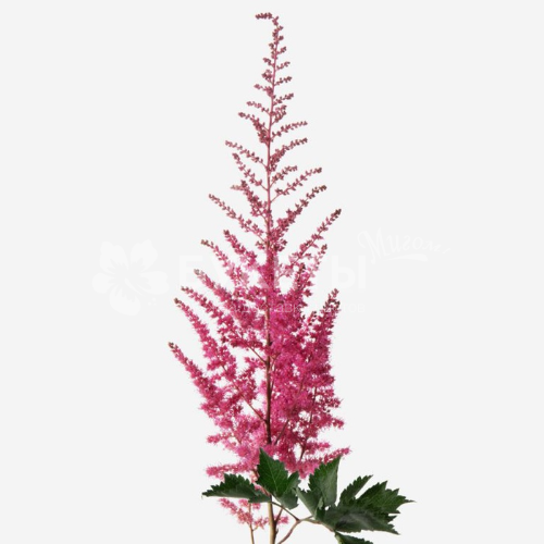 Астильба фуксия