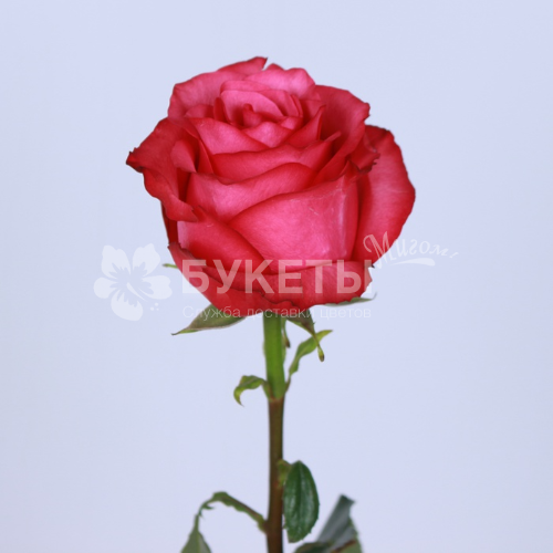 Роза Пинк Флойд (Эквадор) 60 см.