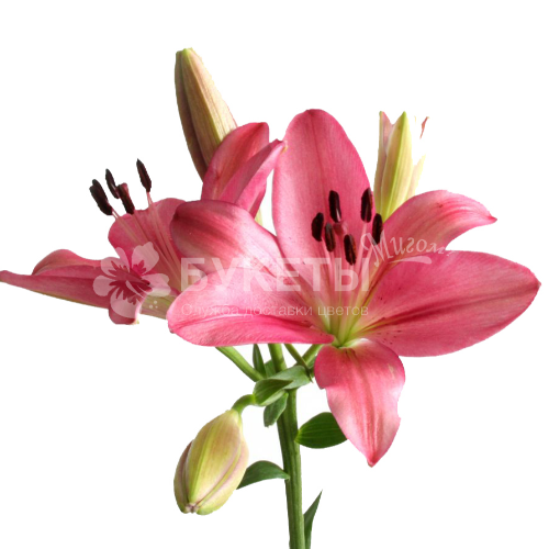 Лилия азиатская розовая