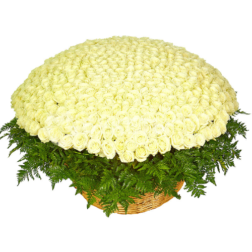 Корзина из 501 белой розы