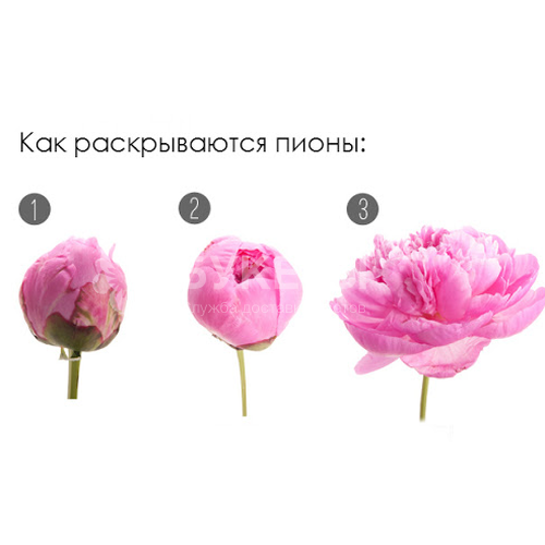 Пион розовый поштучно