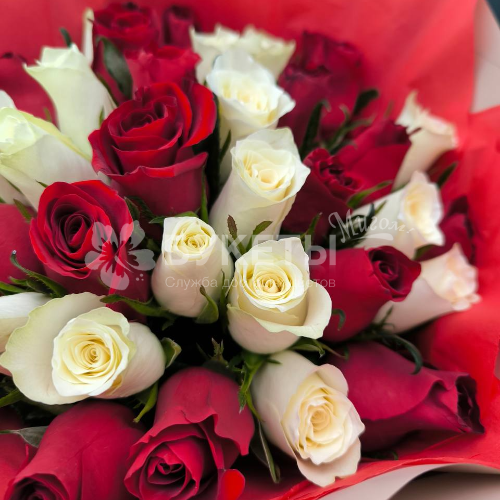 Букет из 35 красных и белых роз "Кения"