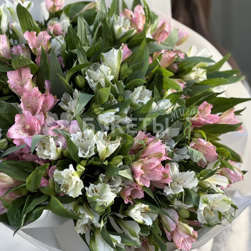 Букет из 25 белых и розовых альстромерий