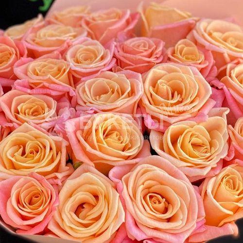 Букет из 25 коралловых роз "Мисс Пигги"