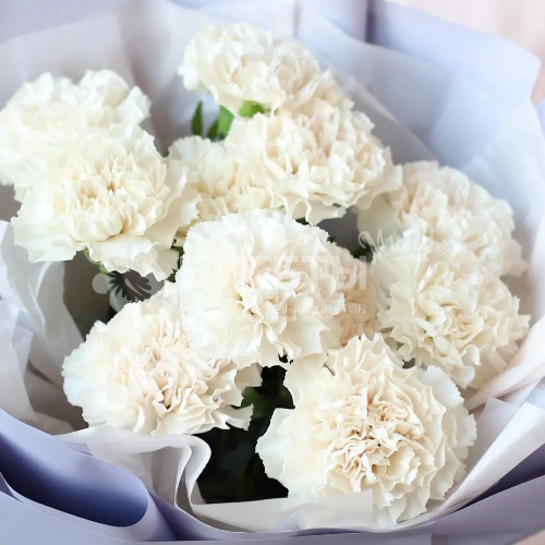 Букет из 11 белых гвоздик