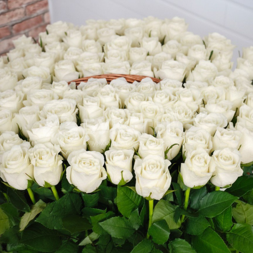 Корзина из 101 белой розы "Поцелуй Сен‑Жермен"