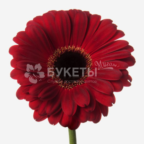 Гербера красная
