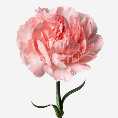 Гвоздика одноголовая коралловая