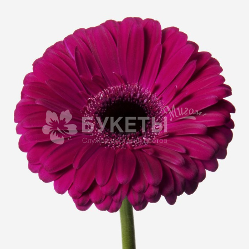 Гербера фуксия