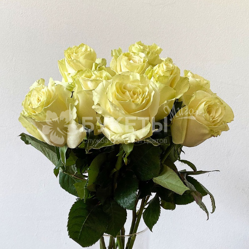 Роза белая Мондиаль (Эквадор) 50 см.