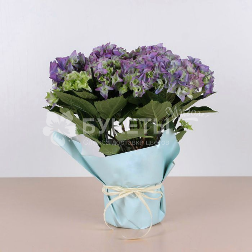 Гортензия микс в горшке