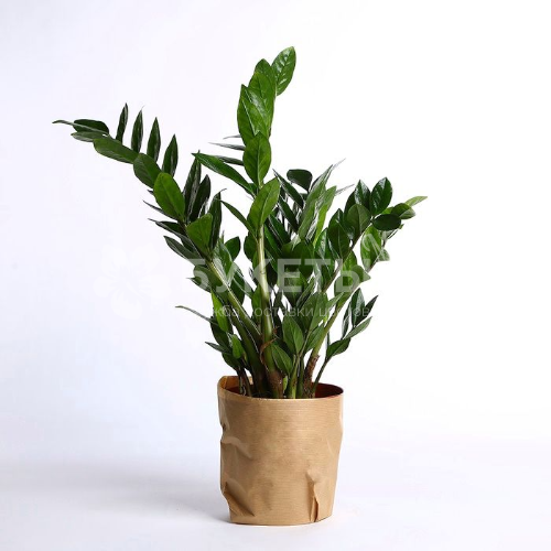 Замиокулькас